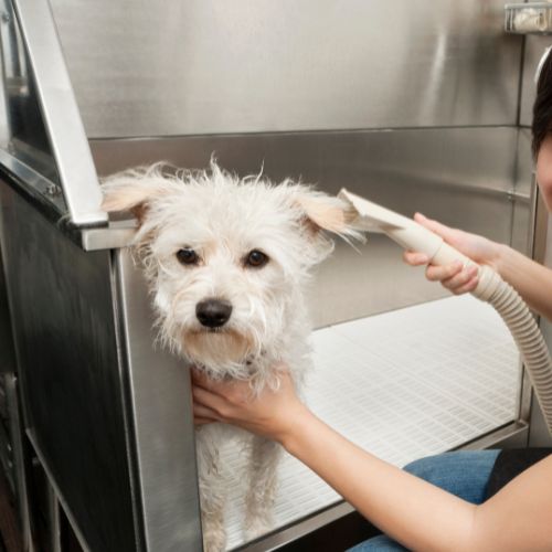 grooming image