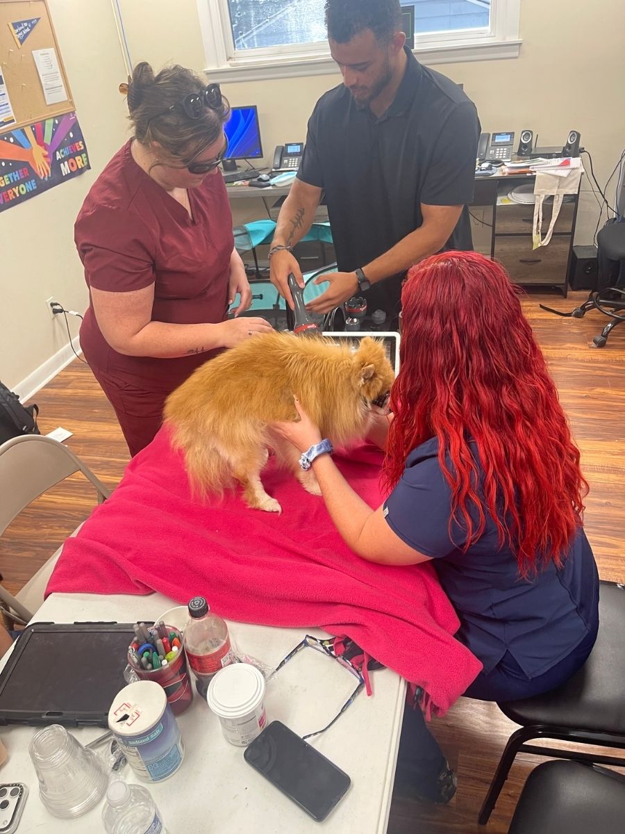 Veterinary staff training on laser therapy
